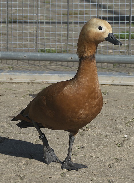 胜局中